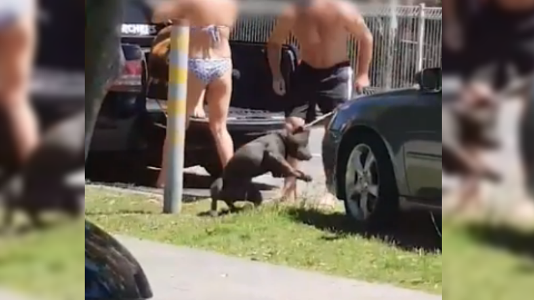 Article heading image for RSPCA Says Staffy Bash Video Is At The Lower End Of Animal Abuse