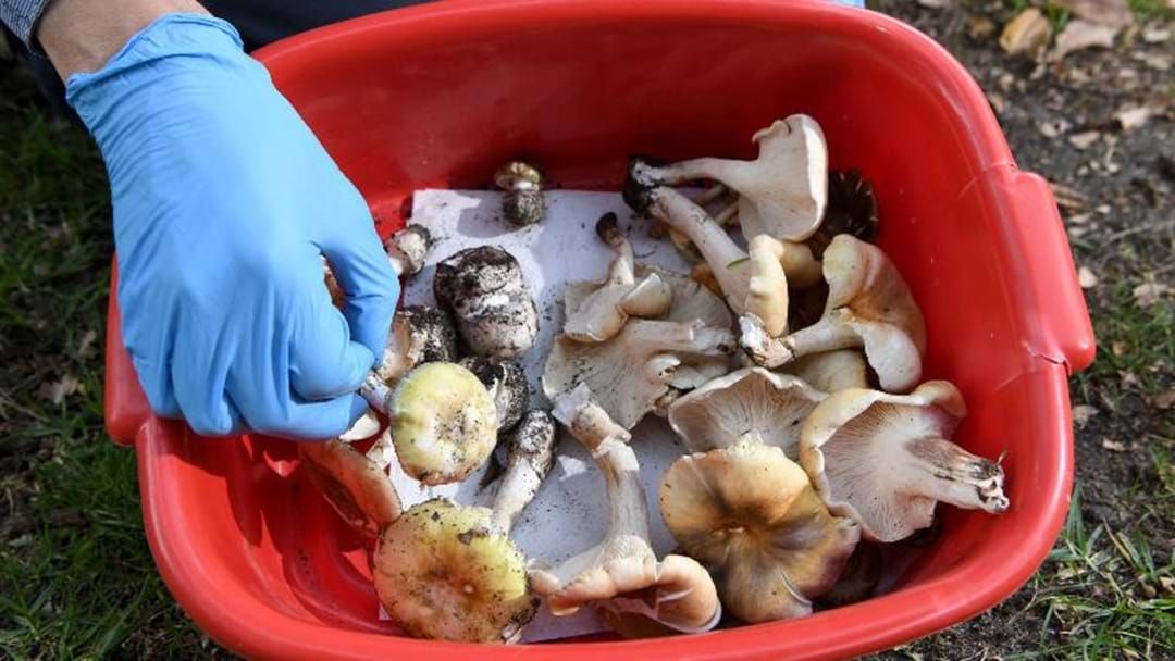 Article heading image for Health Officials Warn Against Eating Wild Mushrooms Growing In Victoria 