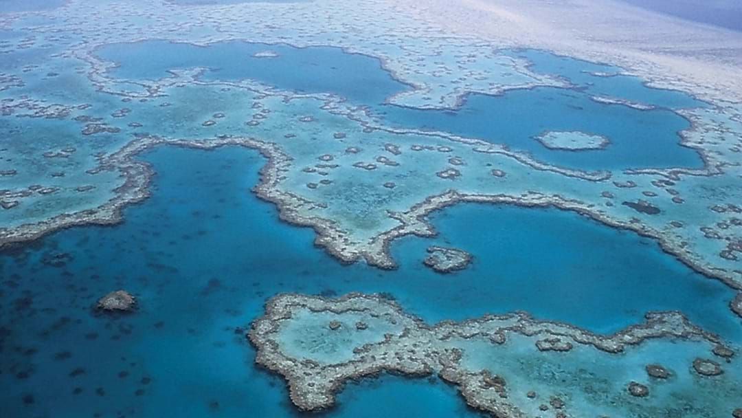 Article heading image for Coral Sex Could Be What Saves The Great Barrier Reef