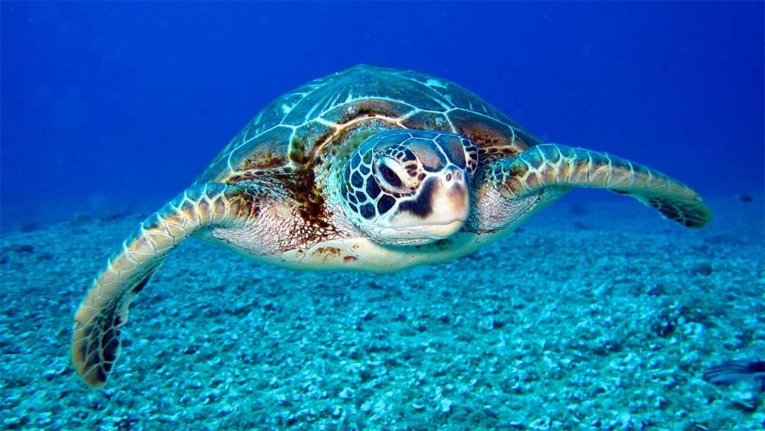 Article heading image for A Maldives Resort Wants To Hire Someone To Look After Their Turtles