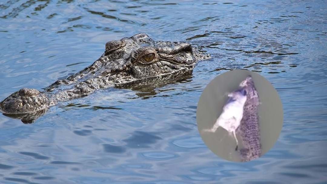 I Survived a Crocodile Attack. My story of fighting for 