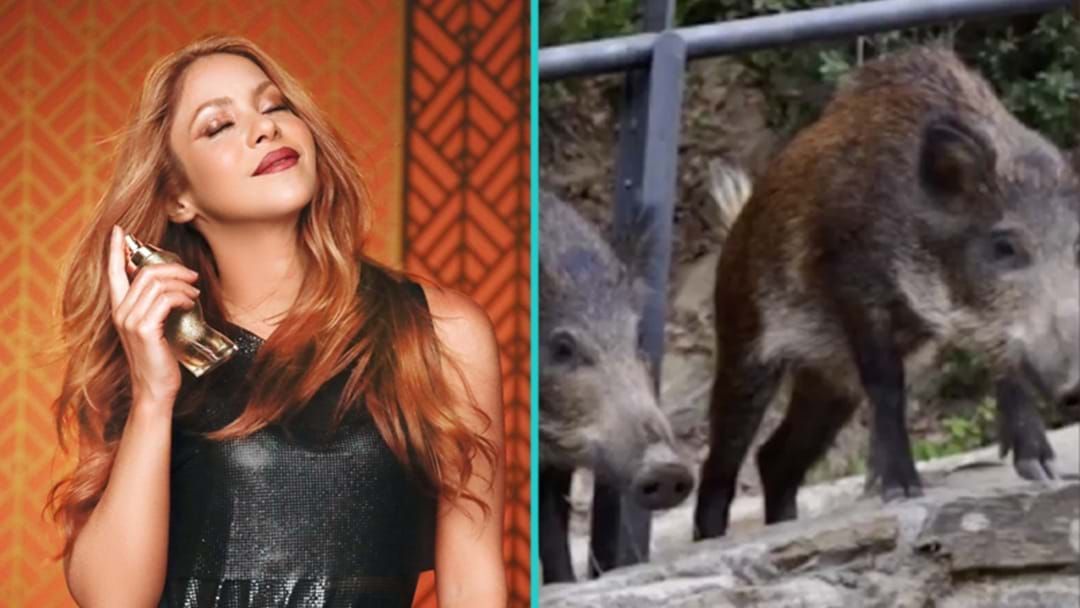 Article heading image for Shakira Escapes Wild Boar Attack