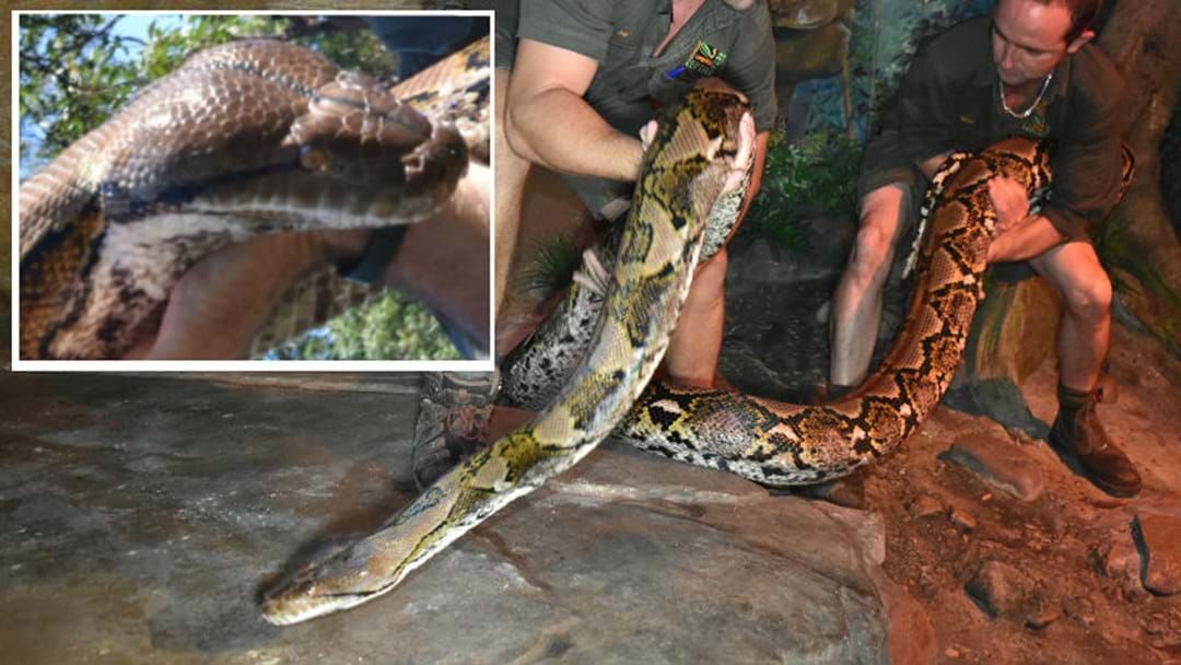 Article heading image for 'Monster' The Snake Hits The Scales