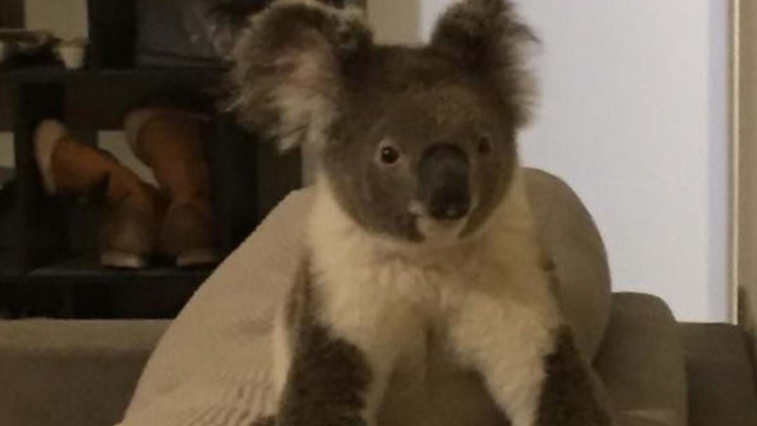 Article heading image for Resident Wakes Up To Koala Casually Chilling On Sofa