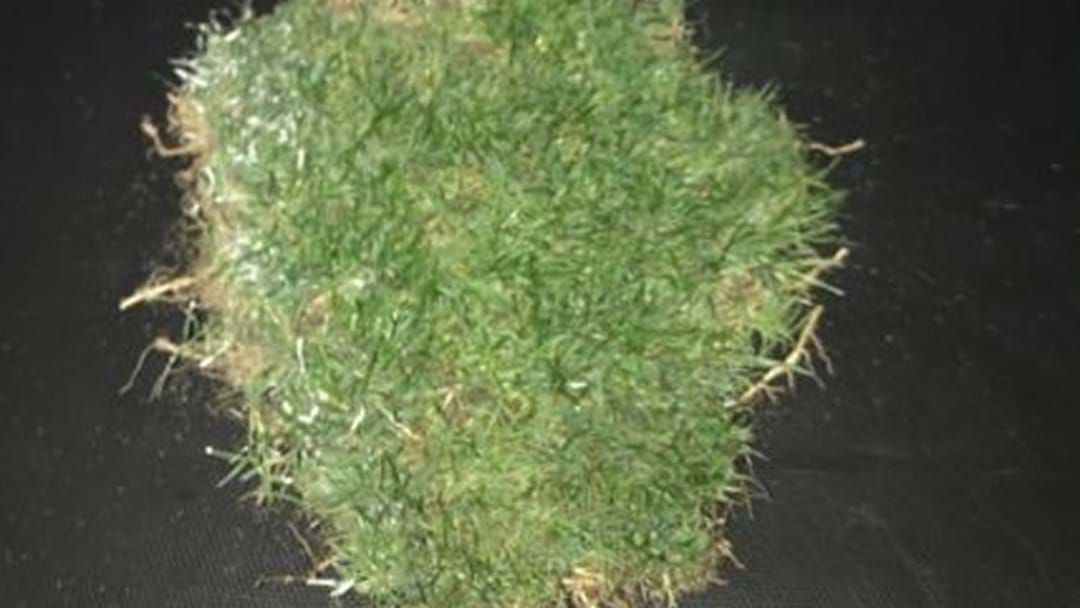 Article heading image for Someone's Already Selling Turf From Domain Stadium On Gumtree