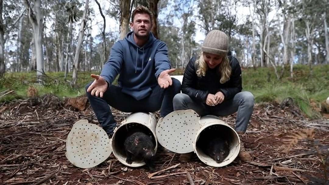 Article heading image for Chris Hemsworth Just Released A Bunch Of Tassie Devils Onto The Australian Mainland 