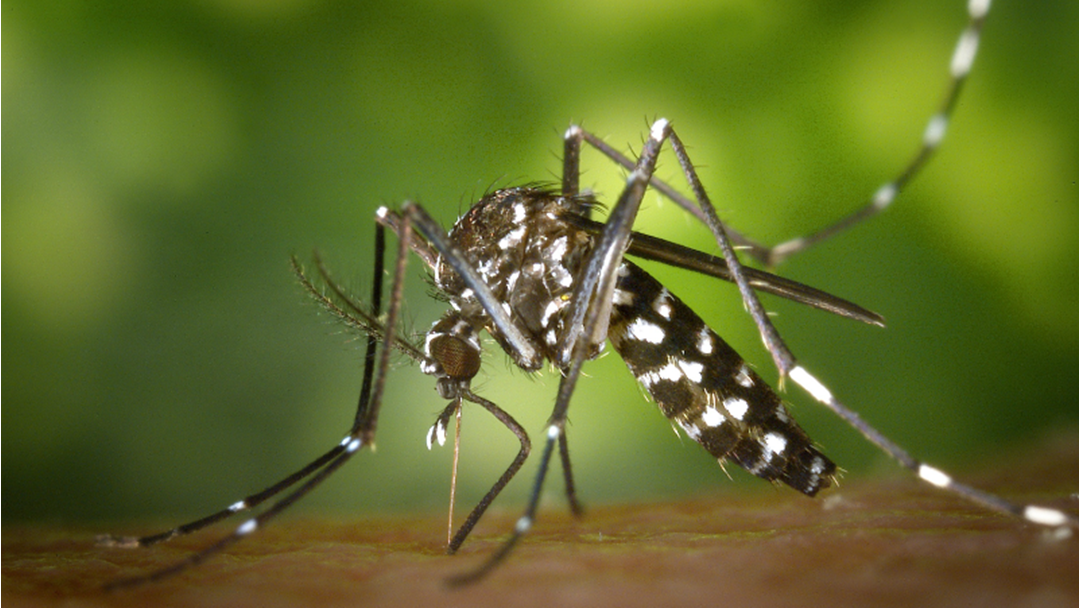 Article heading image for A Rise In Mozzies To Come