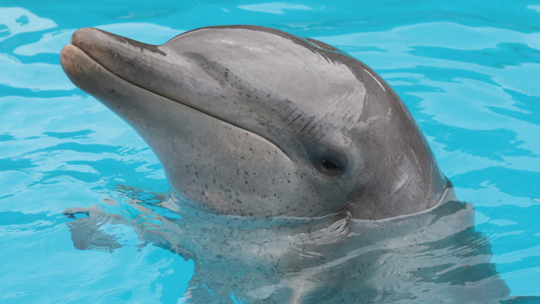 Article heading image for COFFS HARBOUR: Bucky The Dolphin Undergoes History Making Surgery