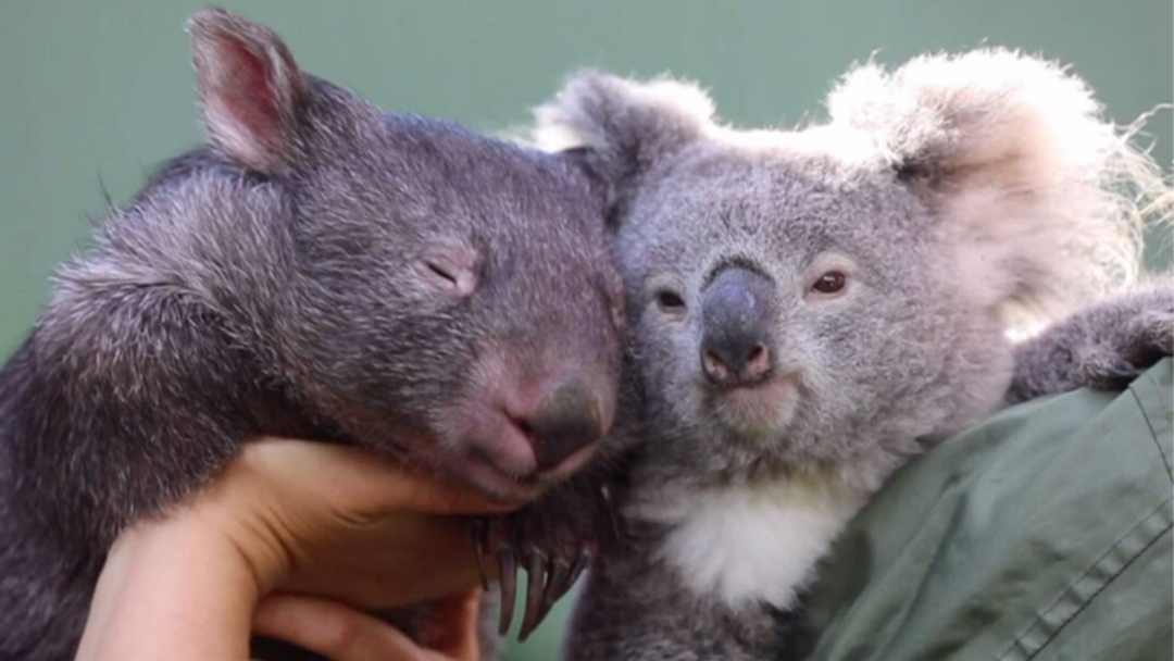 Article heading image for OMG CUTE! A Wombat & A Koala Have Become Besties During Iso