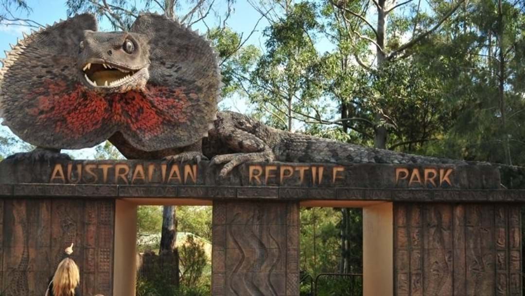 Article heading image for American Alligator Escapes Enclosure At Central Coast Reptile Park