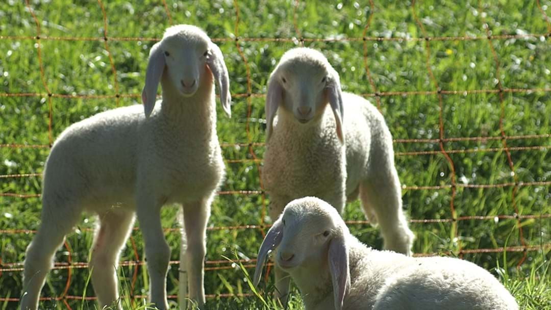 Article heading image for What makes a lamb a lamb? And a hogget a hogget? NEW DEFINITION CHANGE
