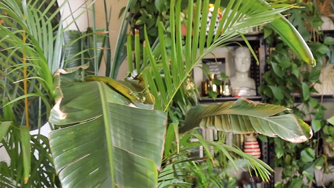 Article heading image for An Adelaide Man Has Gone A Little Indoor Plant Crazy