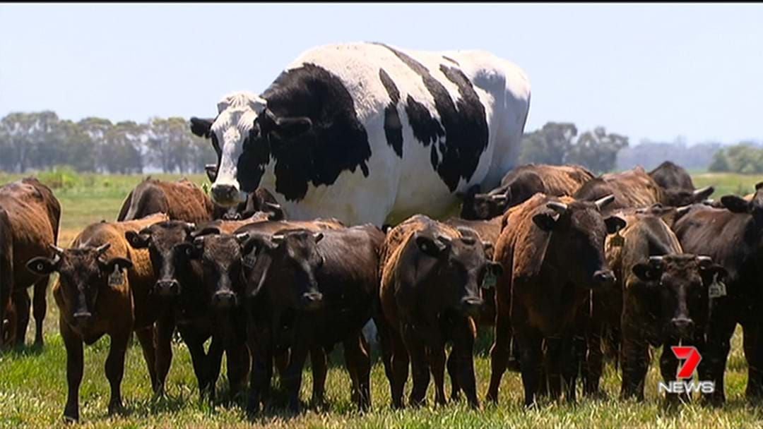 Article heading image for The Largest Cow In Australia's Been Discovered And Bloody Hell, Look At That Thing