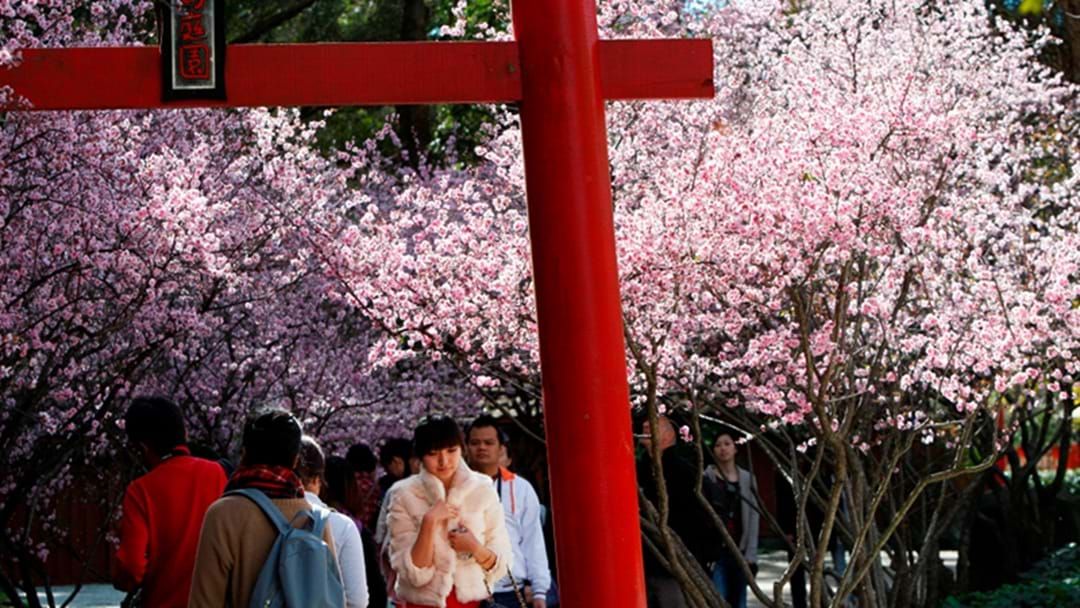Article heading image for Sydney Is Getting Its Own Cherry Blossom Festival 