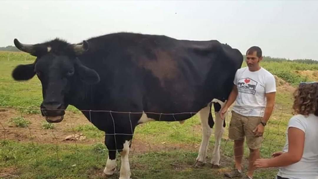 Article heading image for Canada Reckons They’ve Found A Cow Even Bigger Than Knickers