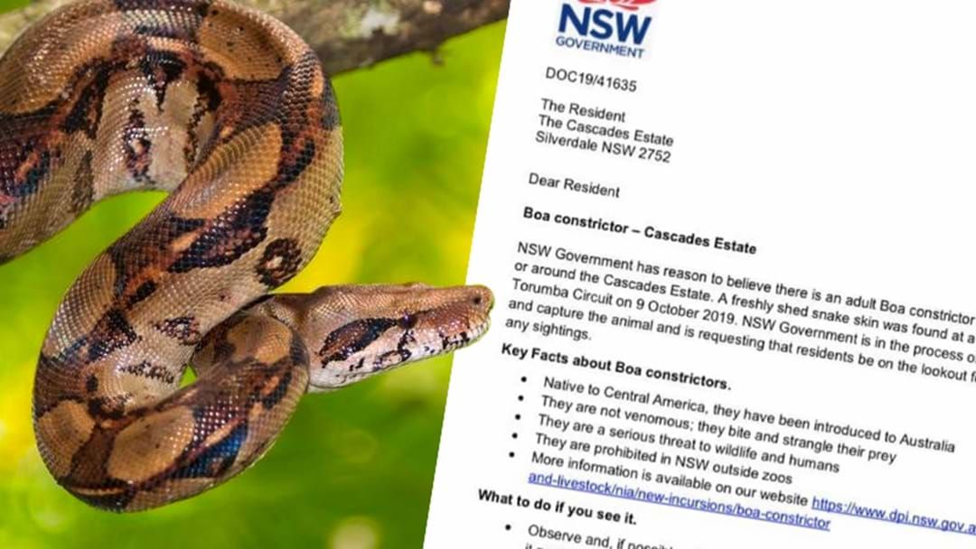 Article heading image for There's A Boa Constrictor On The Loose In Sydney So Good Luck Sleeping Tonight