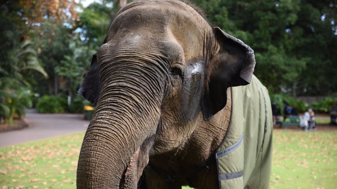 Article heading image for Tributes Poor In After The Passing Of Tricia The Elephant