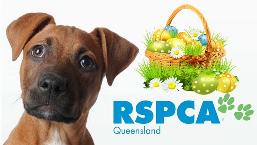 Article heading image for You Could Give These Townsville Animals A New Home This Easter