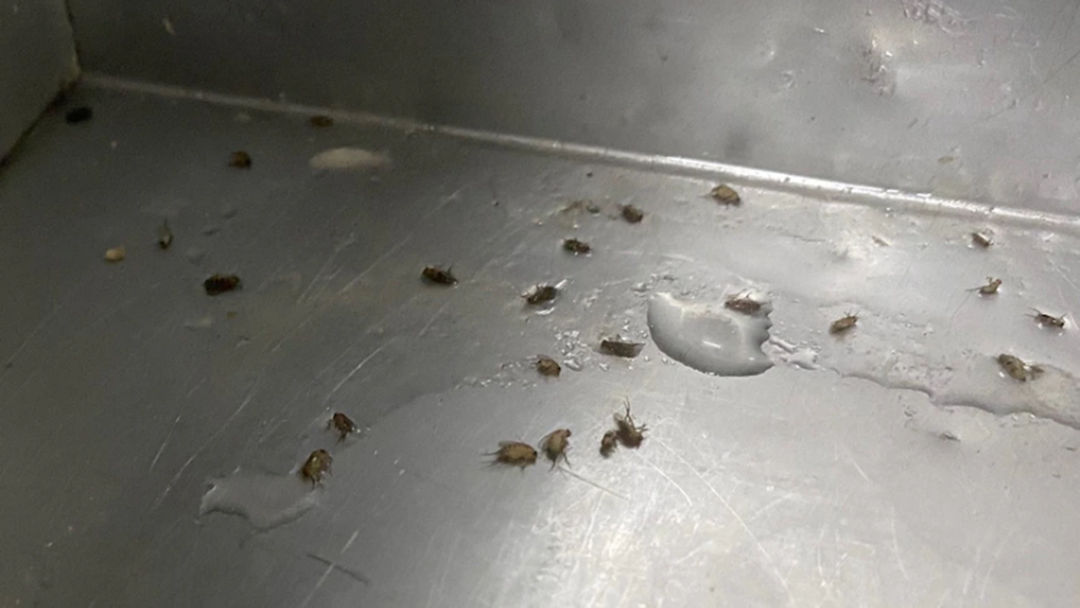Article heading image for Cockroach-Infested Pizza Bar Owner Cops Ban And Hefty Fine