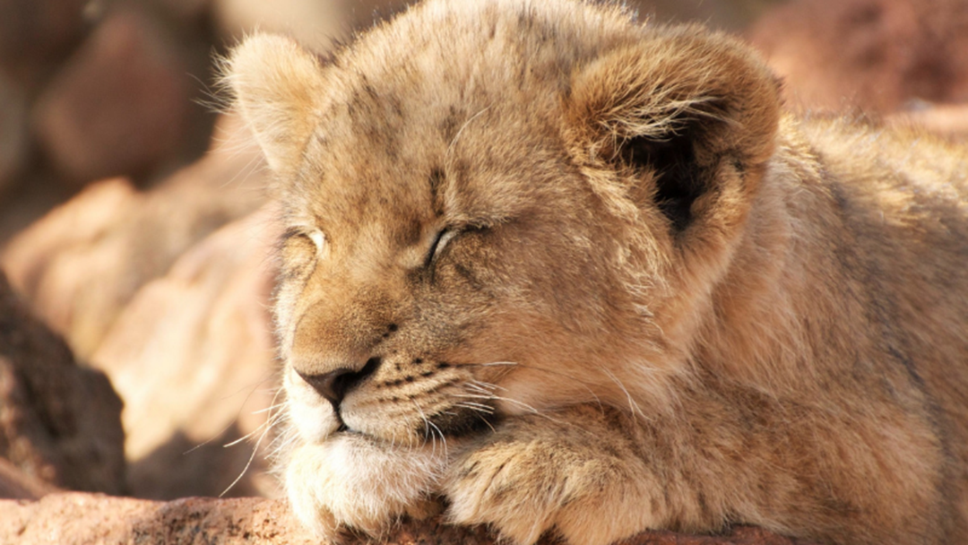 Article heading image for Discovery Of A Perfectly Preserved 28, 000 Year Old Lion Cub 