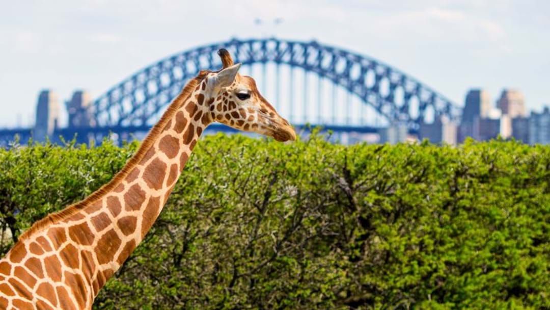 Article heading image for Popular Attraction At Taronga Zoo To Close After 35 Years