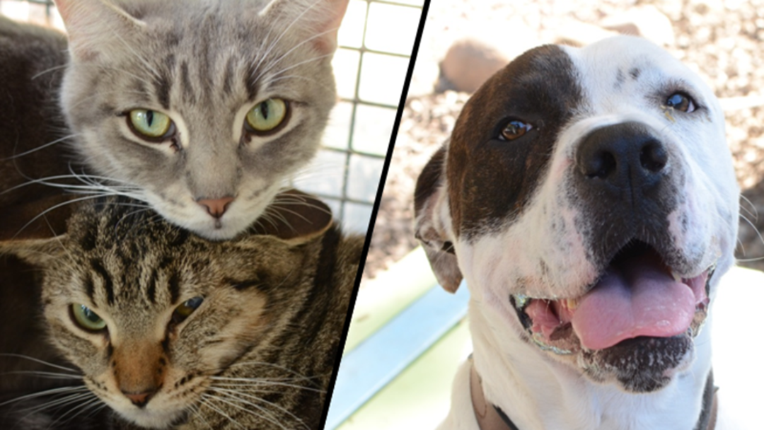Article heading image for These Townsville RSPCA Animals Need You