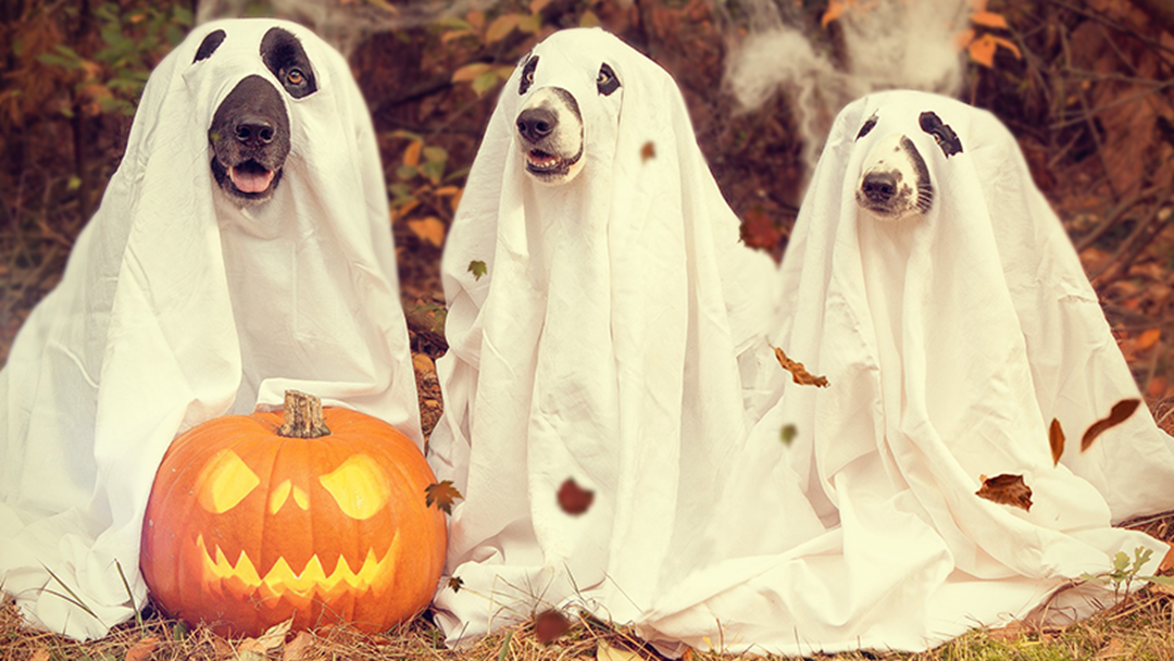 Article heading image for Nine Of The Best Doggy Halloween Costumes We’ve Ever Seen