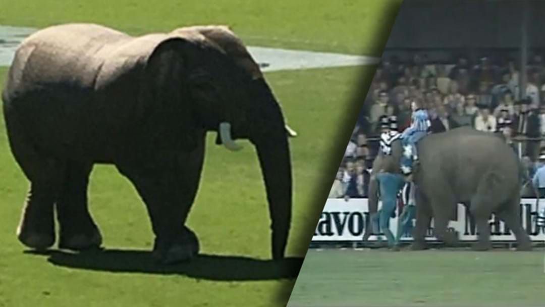 Article heading image for North Melbourne Brought An Elephant On To Arden Street At Half Time Today
