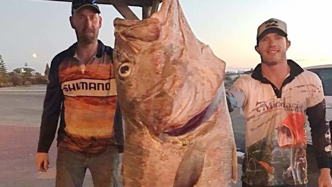 Article heading image for Monster Fish Caught Off Coast