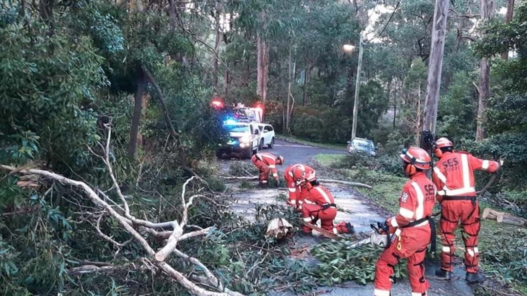 Article heading image for Victorians Clean Up After Wild Night Of Damaging Wind