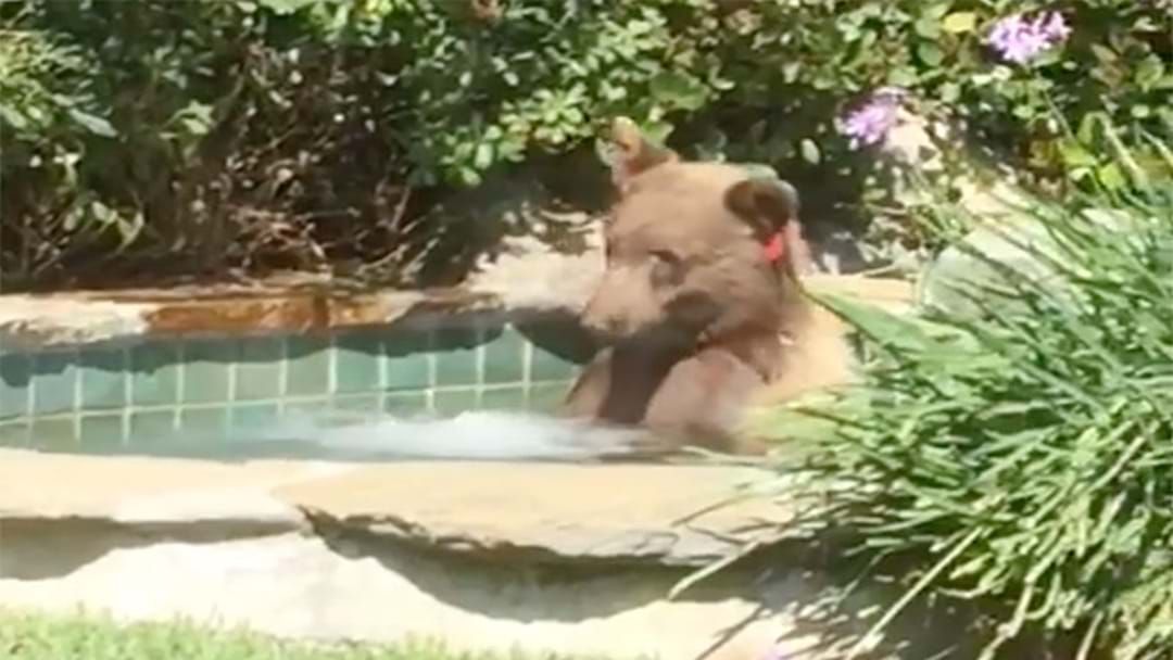Bear Breaks Into Mans Backyard Hops In The Hot Tub And Drinks A