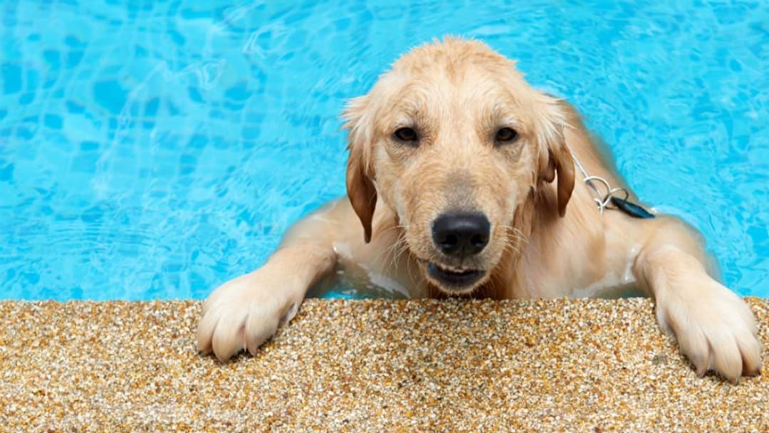 Article heading image for How To Keep Your Pet Cool During Extreme Heat