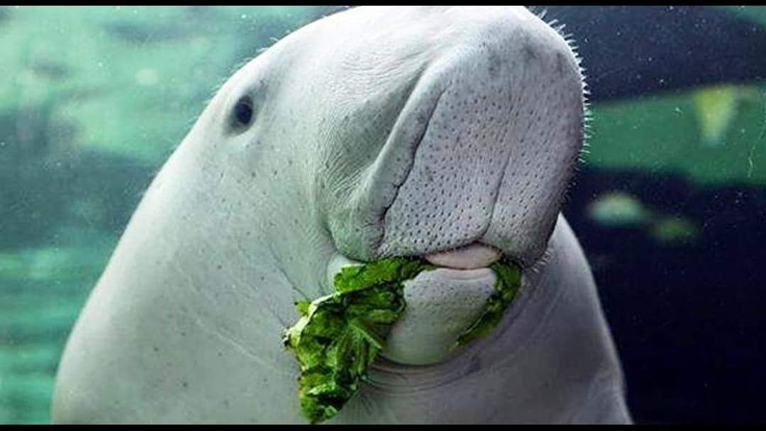 Article heading image for Our GBR dugongs are gettin frisky this month! 