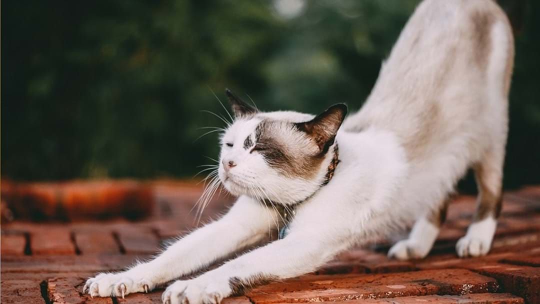Article heading image for Puurfect Way To Relax: Kitten Yoga Coming To The Gold Coast