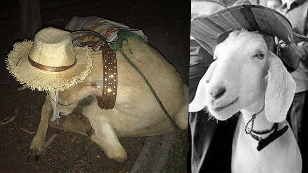 Article heading image for Gary The Goat Has Died