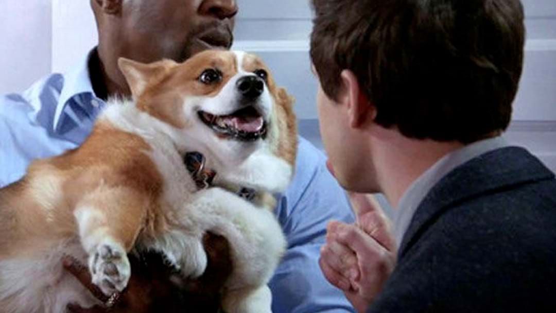 Article heading image for Cheddar, The Corgi From 'Brooklyn Nine-Nine', Has Sadly Passed Away