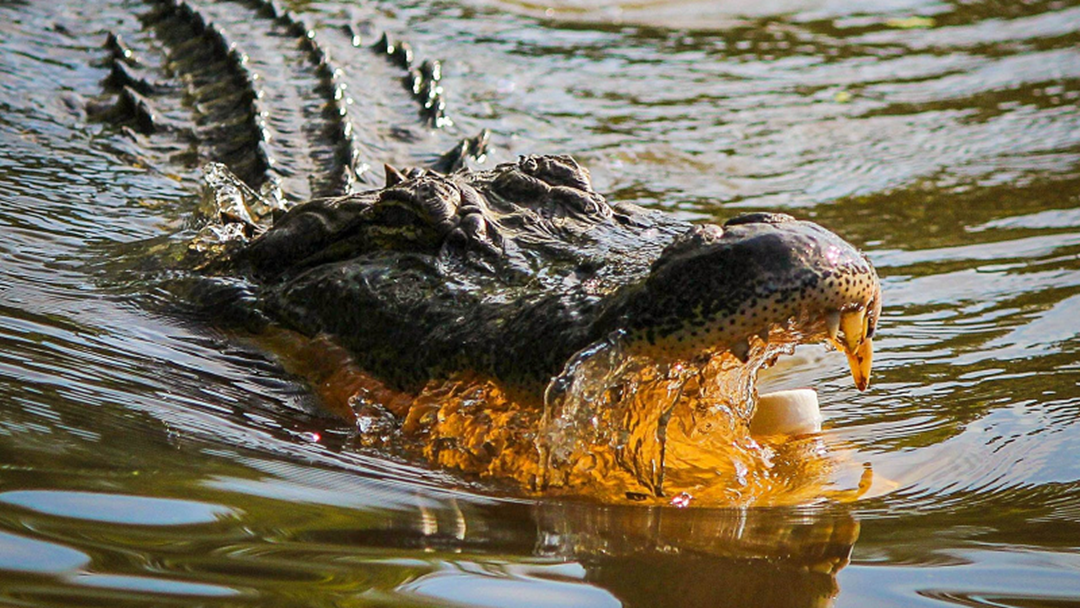 Article heading image for Mystery Crocodile Reported Off Brisbane Yet To Be Located