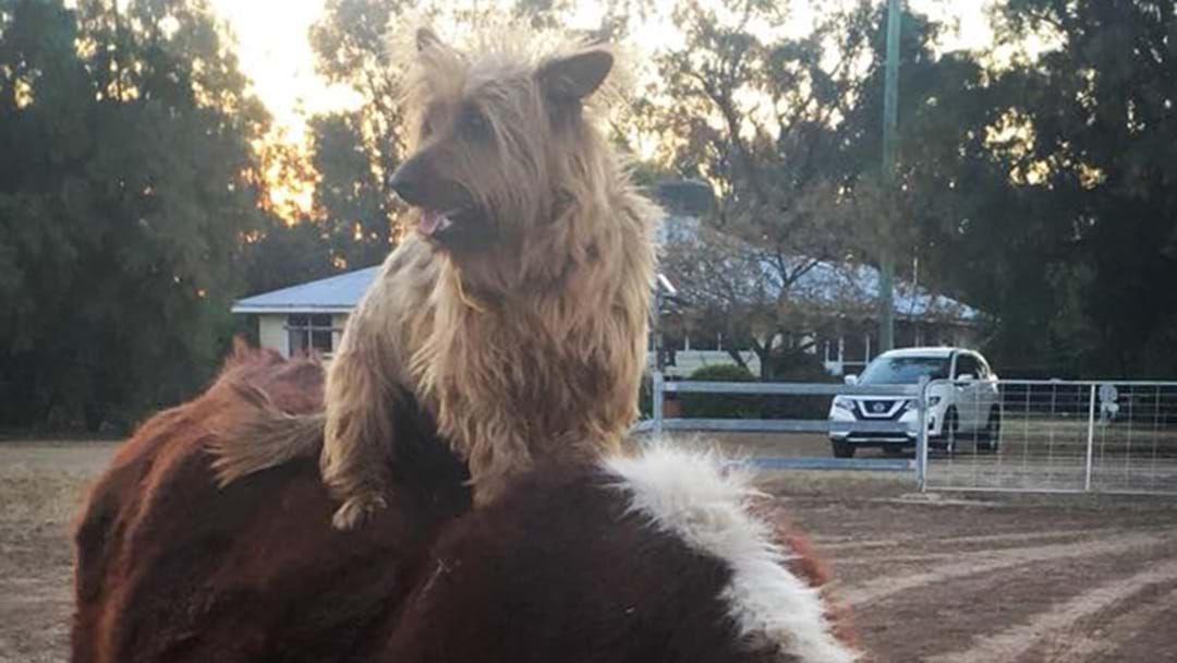 Article heading image for A Dog Hitchhikes 1500KM To SA And Is A Bloody Legend 