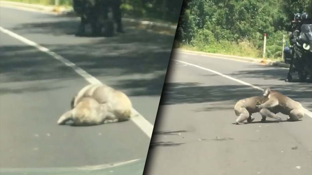 Article heading image for Check Out This Video Of Koalas Punching On In The Road