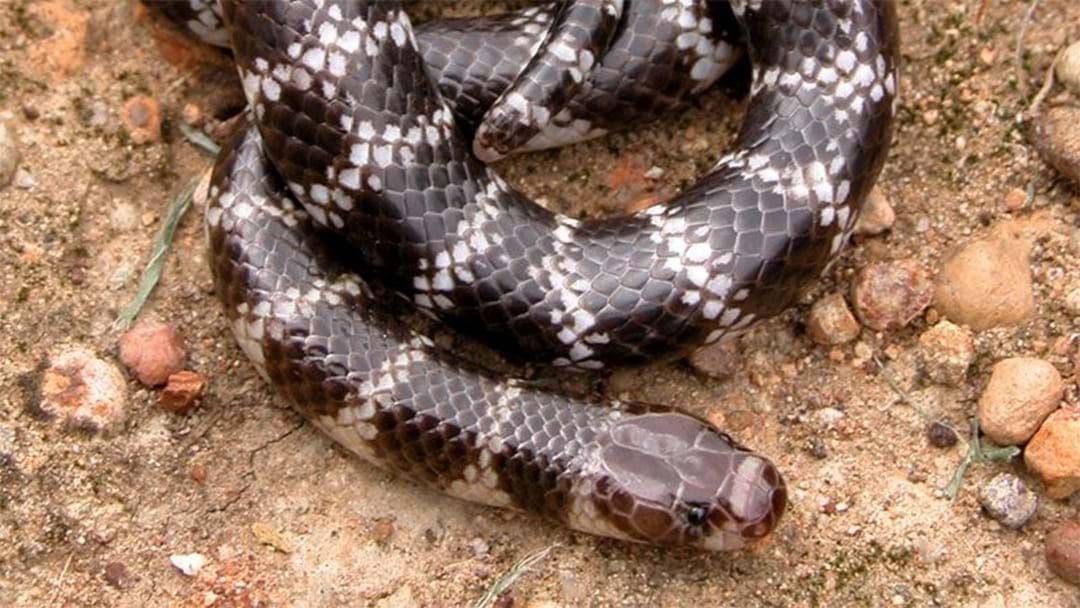 Article heading image for New Species Of Venomous Snake Found In Queensland
