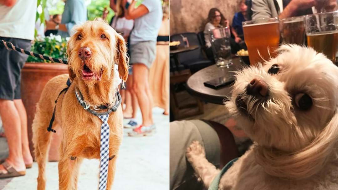 Article heading image for  The 10 Best Dog-Friendly Pubs & Restaurants In Sydney! 