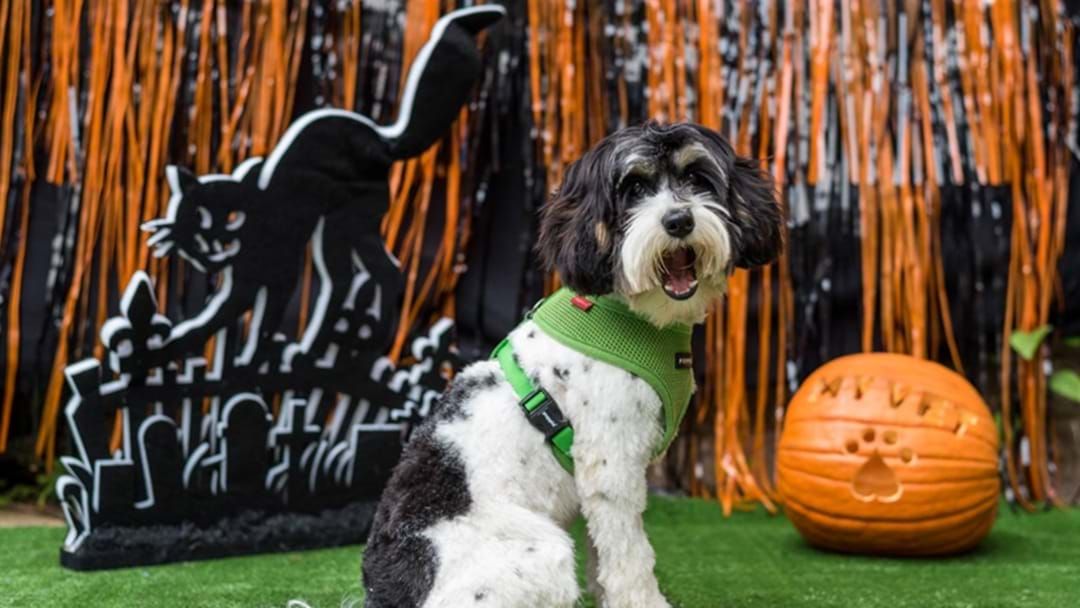 Article heading image for Don't Put Away Your Halloween Costume Yet Cos There's The ULTIMATE Spooky Pet Party This Weekend