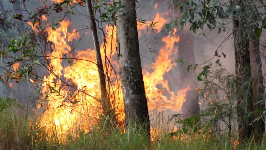 Article heading image for Annastacia Palaszczuk Reveals Latest On Out Of Control Bushfires In QLD 