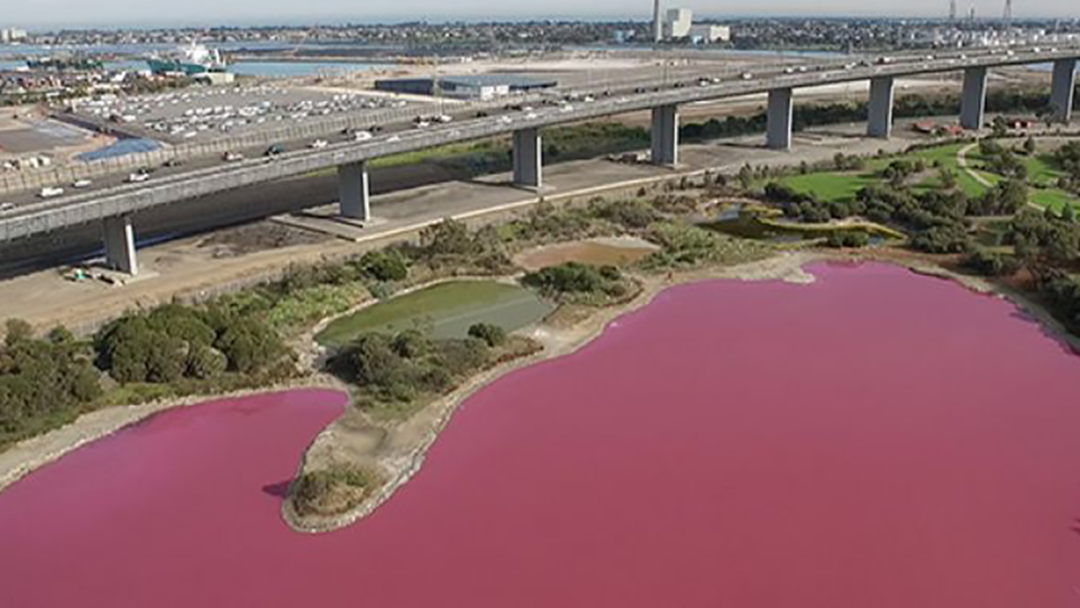 Article heading image for The Pink Lake Has Returned To Melbourne & This Is Where To Find It 