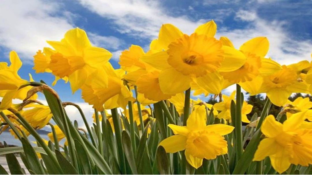 Article heading image for Daffodil Day 2018