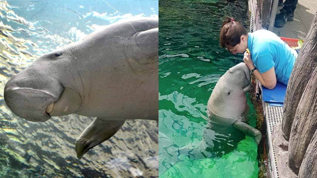 Article heading image for SEA LIFE Sydney Are About To Air A Live Stream Of Playtime With ‘Pig’ The Dugong