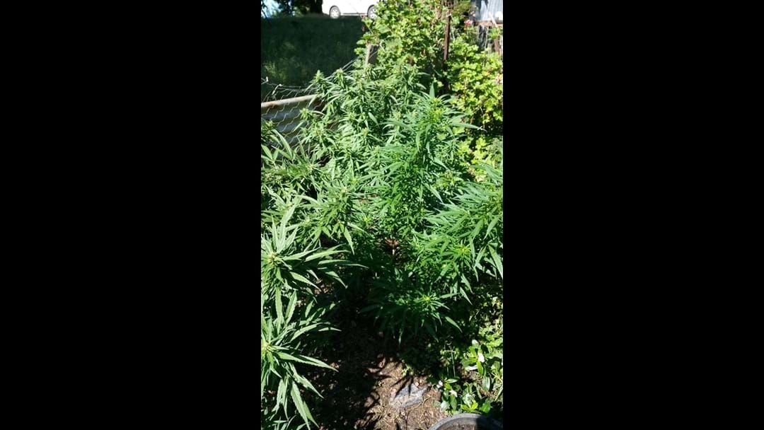 Article heading image for Cannabis Discovered By Police On Champions Lane, Macksville