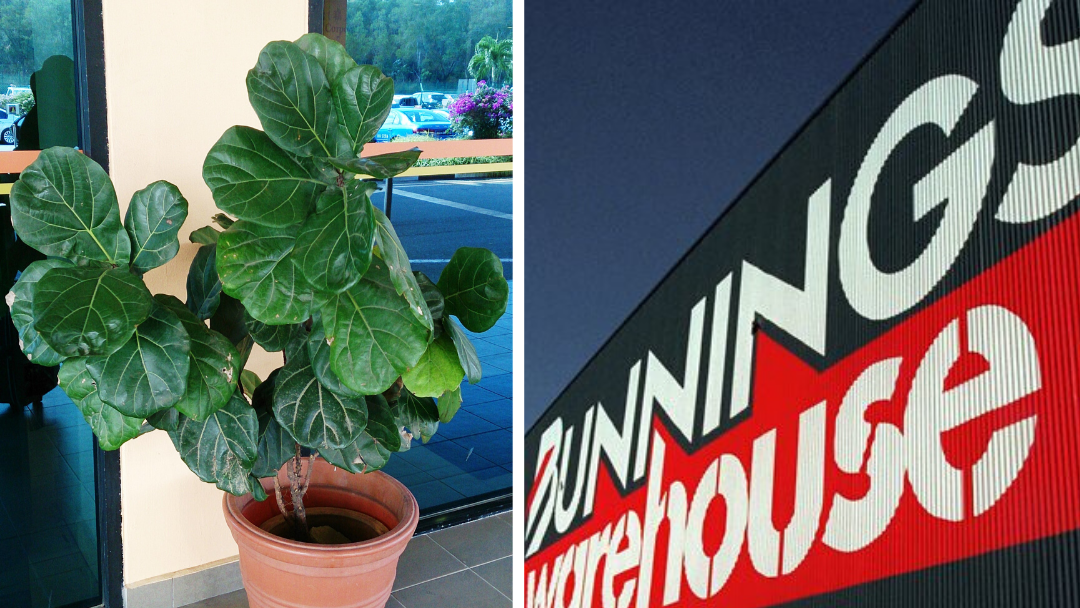 Article heading image for Calling Crazy Plant People! Bunnings are Slinging Fiddle Leaf Plants for $4