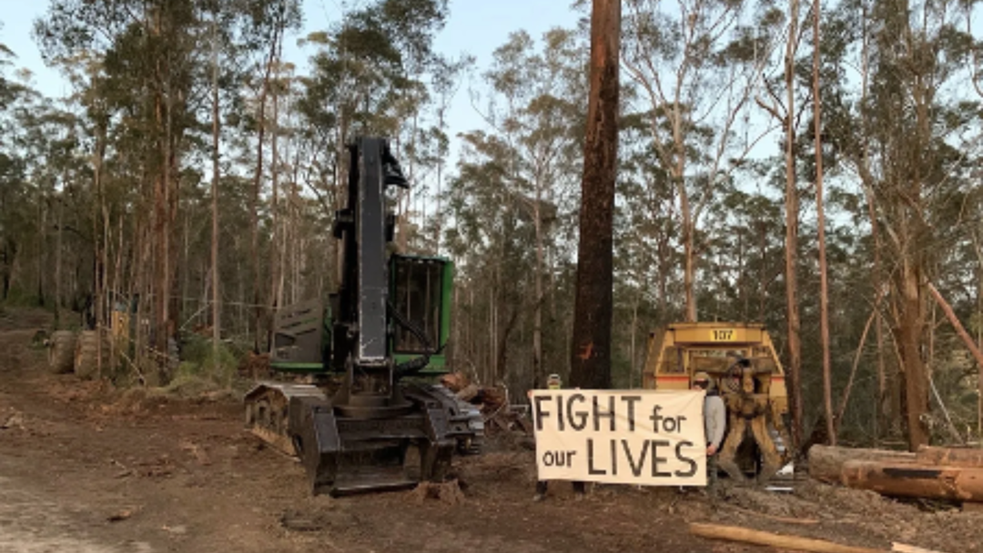 Article heading image for Activist Stops Logging Work At Ellis State Forest