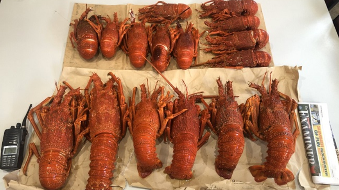 Article heading image for George Town Man Caught Illegally Possessing Rock Lobsters